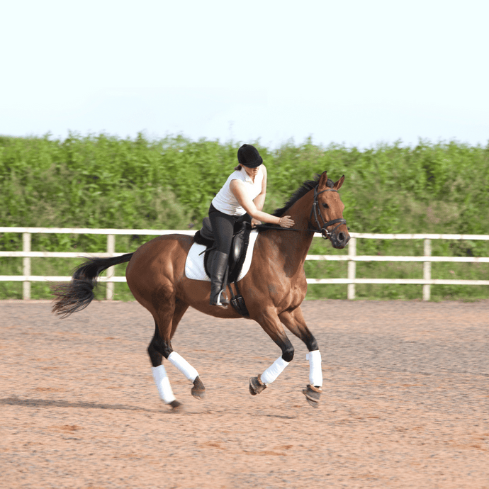 Horse Riding Confidence Tips