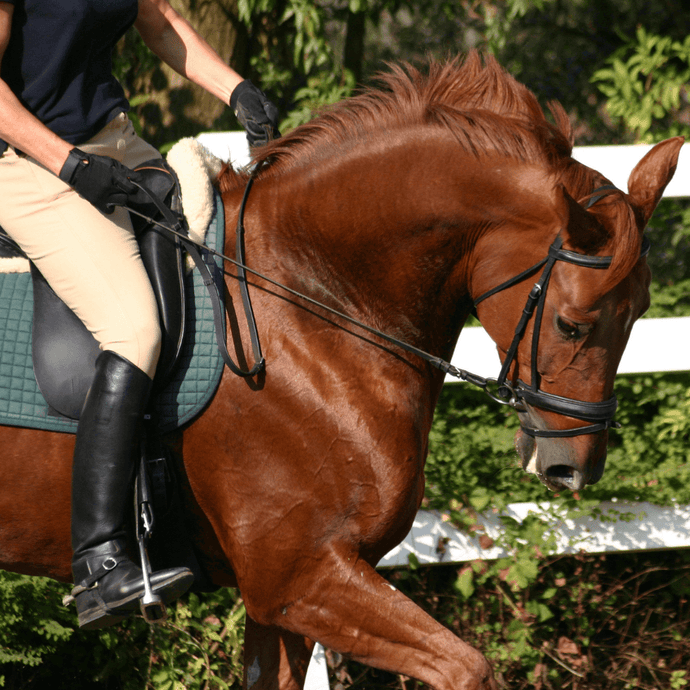 6 Reasons Why Riding School Horses Are The Best